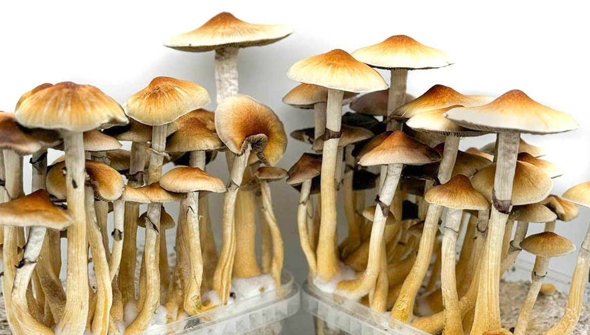Cómo usar un Kit de Cultivo de Setas Mágicas | Flying Dutchmen